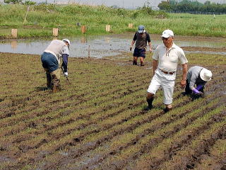 素足で田んぼに溝をつけます