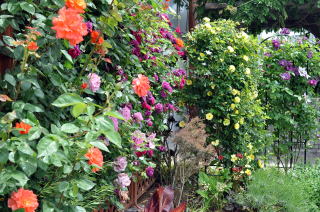 鮮やかなバラの花壇の写真