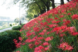 利根運河に深紅の曼珠沙華