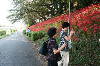 曼珠沙華をカメラで撮影