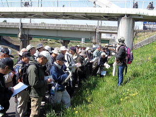 植物観察会(1）「利根運河の植物」