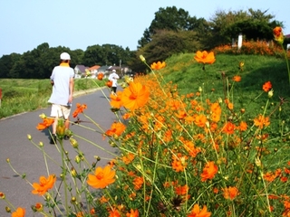 運河のキバナコスモス