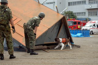 救助犬も活躍