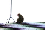 屋根の上で毛づくろいをする猿