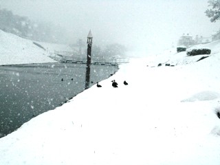 雪の中を元気に歩くカモ