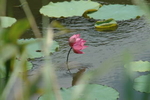 水面から顔を出すハスの花