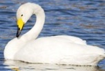 みやぞの野鳥の池の白鳥