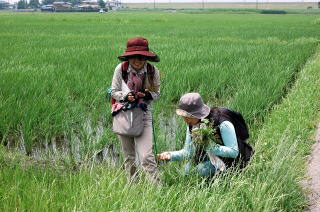 野草も摘んで