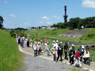 運河堤をウォーキング