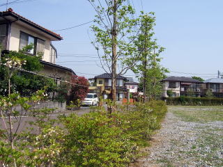 善意で植えられたドウダンツツジ