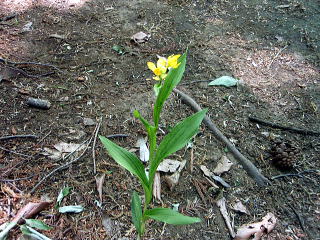 珍しい野草も