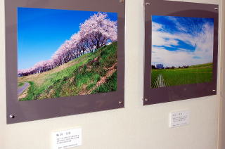 利根運河の桜