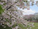 柏の葉公園でふれあいサロン