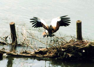 江戸川に珍鳥が