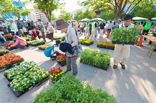 大人気の花苗の販売