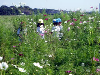 見ごろのコスモス