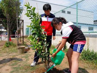 苗に水やりをする小学生