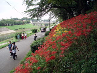 携帯で花びらをパチリ