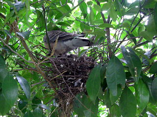 親鳥が巣作り