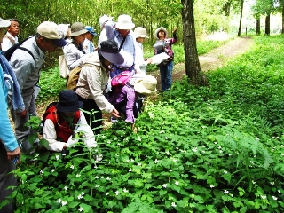 利根運河の植物観察会