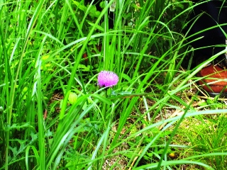 流山市の草花