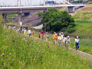 野草がたくさん生息