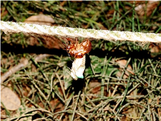 セミの幼虫を発見