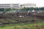 愛宕ふれあい農園で