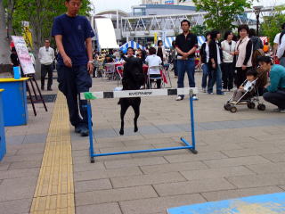 救助犬のデモンストレーション