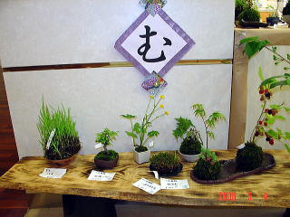 可憐な草花でできた苔玉