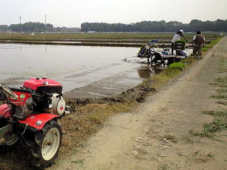 新川耕地の田んぼ