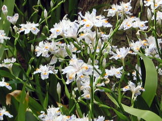 シャガの花