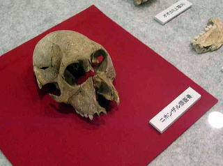 ニホンザルの頭蓋骨