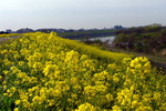 江戸川堤が黄色に染まっています