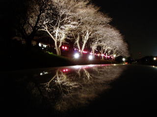 暗闇に浮かび上がる美しい桜