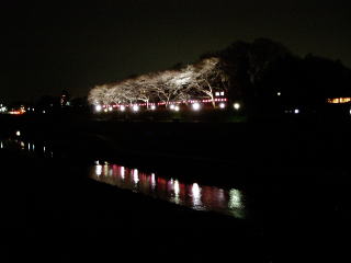 ライトアップされた桜が川面に映り、まるで川の中に桜が咲いたよう