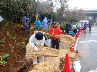 植えた木にわらをかける