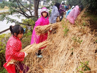 わらはいずれ樹木の栄養に