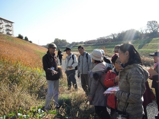 野草の観察