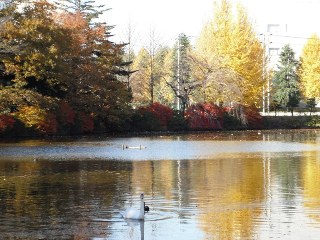 理窓公園の白鳥の池