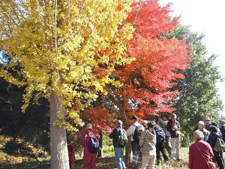 紅葉が美しい理窓公園