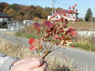 秋を感じる植物