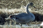 ハクチョウの幼鳥？