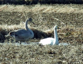 新川耕地で目撃されたハクチョウ