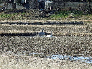 新川耕地で目撃されたハクチョウ