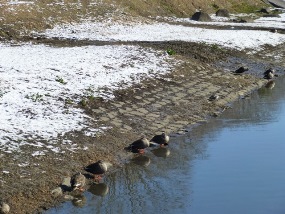 水辺のカモ