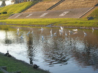 水辺公園で群れる白鷺