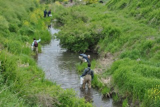 「めだかの会」による河川の清掃