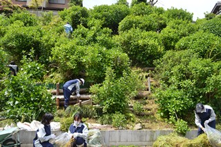 傾斜地に設置された丸太