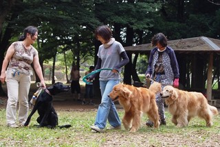 犬の訓練のようす